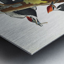 Pileated Woodpecker Metal print