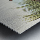 Yellow-breasted Rail Metal print