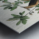 Boat-tailed Grackle Impression metal