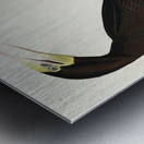 Booby Gannet Metal print