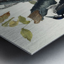 Three-toed Woodpecker Metal print