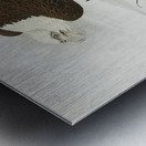 White Headed Sea Eagle or Bald Eagle Metal print