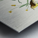 Yellow Red-poll Warbler Metal print