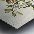 Lesser Red-Poll Metal print