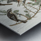 Rose-breasted Grosbeak Metal print