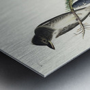 Olive sided Flycatcher Metal print