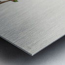 Roscoes Yellow-throat Metal print