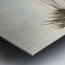 American Redstart Metal print