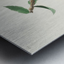 Bewicks Wren Metal print