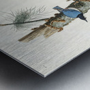 White-breasted Black-capped Nuthatch Metal print