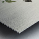 Golden-crowned Thrush Metal print