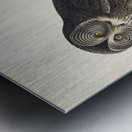 Great Cinereous Owl Metal print