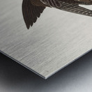 Great Footed Hawk Metal print