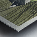 American Coot Metal print