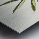 Vireo Solitarius Metal print