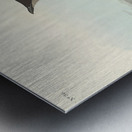 Slender-billed Guillemot Metal print