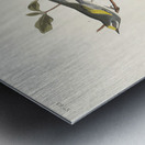 Golden-winged Warbler and Cape May Warbler Metal print