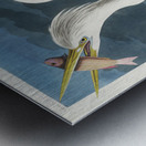 Great White Heron Metal print