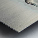 Great Northern Diver or Loon Metal print