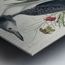 Red-Throated Diver Metal print