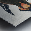 Kildeer Plover Metal print