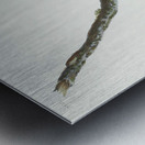 Brown-headed Nuthatch Metal print