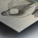 Tell-tale Godwit or Snipe Metal print