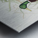 Mallard Duck Metal print