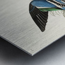 Shoveller Duck Metal print