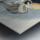Eider Duck Metal print