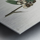 Yellow Throated Warbler Metal print