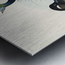 Buffel-headed Duck Metal print