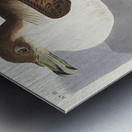 Wandering Shearwater Metal print