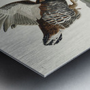 Wandering Shearwater Metal print