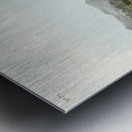 Lapland Long-spur Metal print