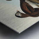 Long-tailed Duck Metal print