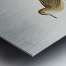 Buff breasted Sandpiper Metal print