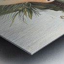 American Avocet Metal print