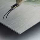 Hudsonian Curlew Metal print
