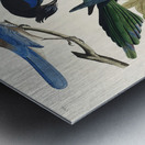 Yellow-Billed Magpie Stellers Jay Ultramarine Jay and Clarks Crow Metal print
