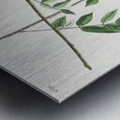 Blue-eyed yellow Warbler Metal print