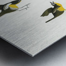 Yellow-breasted Chat Metal print