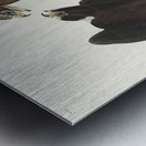 Rough-legged Falcon Metal print