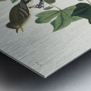 Traills Flycatcher Metal print