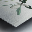 Warbling Flycatcher Metal print