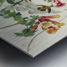 Ruby-throated Humming Bird Metal print