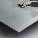 Black-throated Guillemot Nobbed-billed Auk Curled-crested Auk and Horned-billed Guillemot Metal print