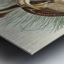 American Bittern Metal print