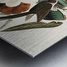 Black-billed Cuckoo Metal print
