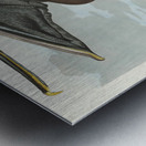 Brown Pelican Metal print